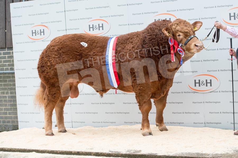 Mike and Melanie Alford sold the overall champion Foxhillfarm Louisvuitton for 20,000gns. Ref: RH18217691