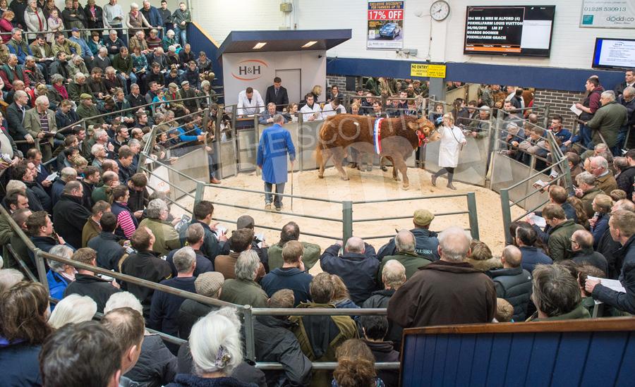 Carlisle auction mart was busy for the sale of Limousin bulls, the champion from the Alfords sold for 20,000gns then later Swalesmoor liam from the Swalesmoor partnership topped the sale at  30,000gns. Ref: RH18217682