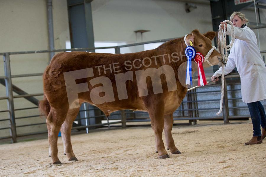 Reserve open show champion was Hugh Dunlop's Limousin cross, which went onto sell to Alasdair Paterson for £1450. Ref: EC1103171069