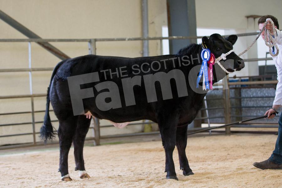 Winning its class and taking reserve British Blue was the heifer from Dexter Logan, Greenhead Farm, who went onto sell for £1050 to C Malone, Pitcairn. Ref: EC1103171076