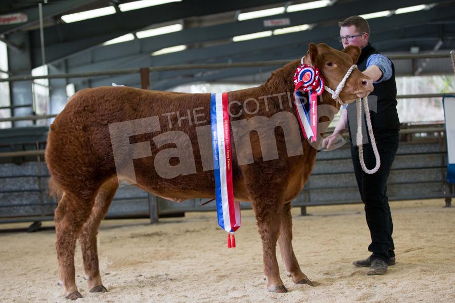 Overall Champion went to J & J Graham, Mains of Burnbank, Blairdrummond for their 11 month old Limousin X Heifer which sold to £1700 to Fraser McNicol. Ref: EC1103171078