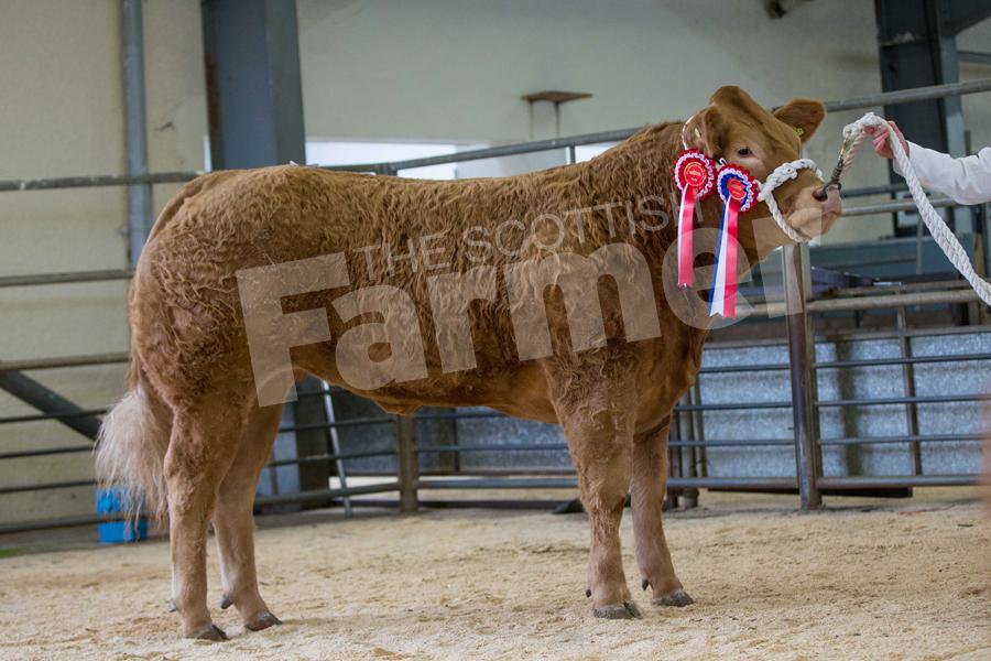 Open champion and sale topper at £2100 was Charolais cross heifer from Stewart Bett and Lynsey McKay. Ref: EC1103171068