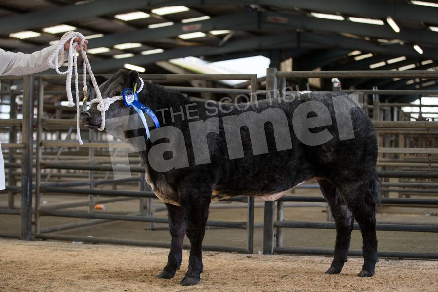 Top price Clyde and Central Young Farmers' rally calf was the Limousin cross heifer from Andrew Weir who sold for £1800 to Keith Commercials. Ref: EC1103171077