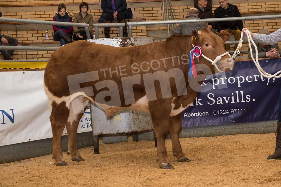 First Spring Show & Sale of Store Cattle champion from P Cooper and Son, Govals sold for £1340. Ref:RH14170035