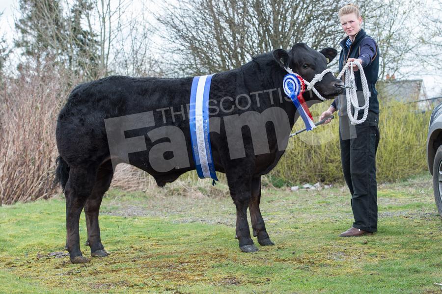 Hannah Sloan reserve overall champion went on to sell for £1500. Ref: RH34170051