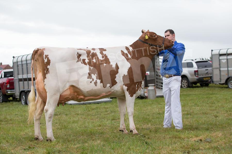 Champion of the Ayrshires was G Lawrie and Sons, Myremilll, with the VG89 second calver, Bruchag Talent Evelyn, the Superheifer at AgriScot in 2015. Ref: EC1305171299.