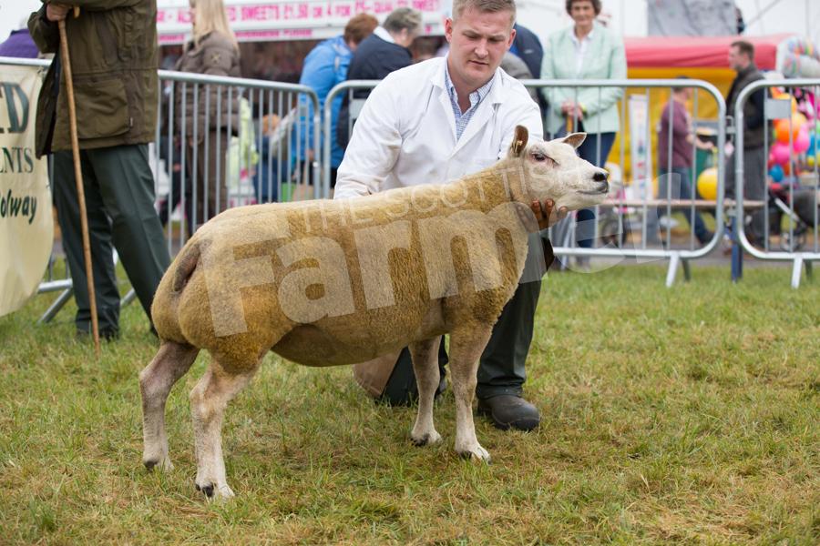 The gimmer from J and W Kennedy, bred from a Beachy-bred ewe by Beachy Nobleking, went champion Beltex. Ref: EC1305171295.