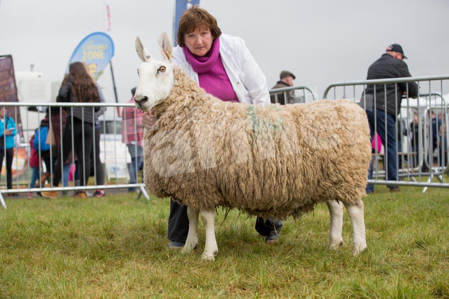 The previously unshown home-bred four-crop ewe from Mrs M Laidlaw went champion Border Leicester and inter-breed sheep. Ref: EC1305171296.