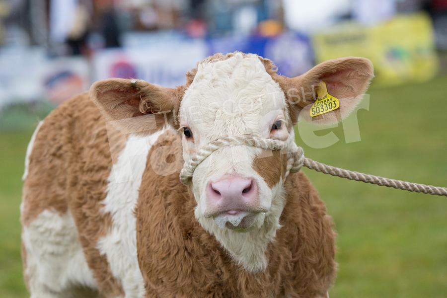 Skerrington Rhona 32's April-born bull calf. Ref: EC1305171307.
