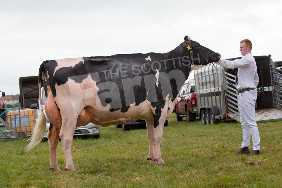 R Veitch, Strandhead, Tarbolton, with Boclair Gold Barbara 2 went Champion Holstein and reserve inter-breed dairy. Ref: EC1305171300.