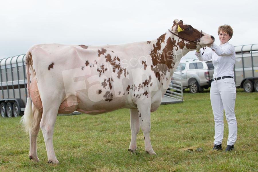 Taking top spot in the red and whites was W and A Watson, The Muir, with Muir Lochinvar Dewberry, a VG88-2yr heifer in milk owned by Shona Watson. Ref: EC1305171297.