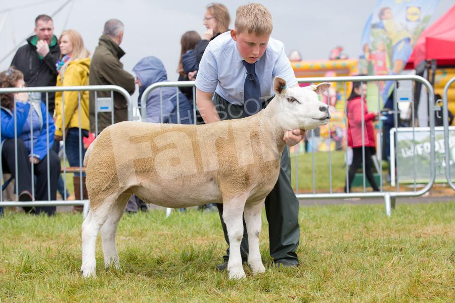 John (11) and Glen (10) Paterson topped the Texel section  with a home-bred gimmer by Cornmore Velvet Jacket, out of a home-bred ewe. Ref:EC1305171294.