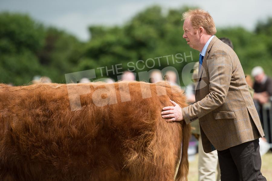 Cattle Inter-breed judge Brian Wills running his hand over Sidonia 2nd of Balnabroich in the main ring at Alyth Show. Ref: RH17617359
