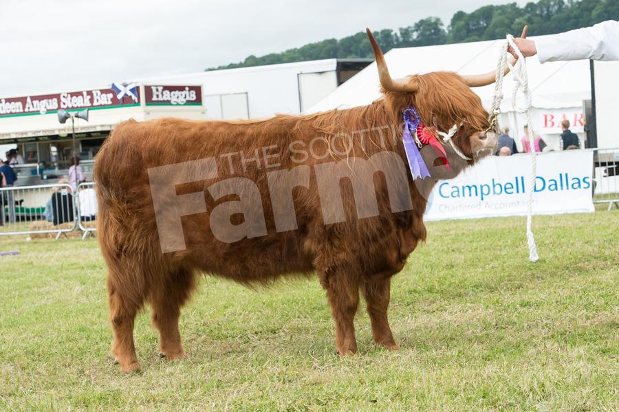 Sidonia 2nd of Balnabroich  took the highland cattle championship for Michael and Sally Nairn. Ref: RH17617361