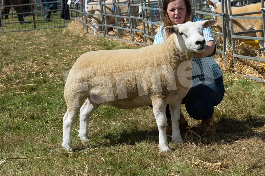 Champion texel and inter-breed sheep champion went to the gimmer from Jemma Green