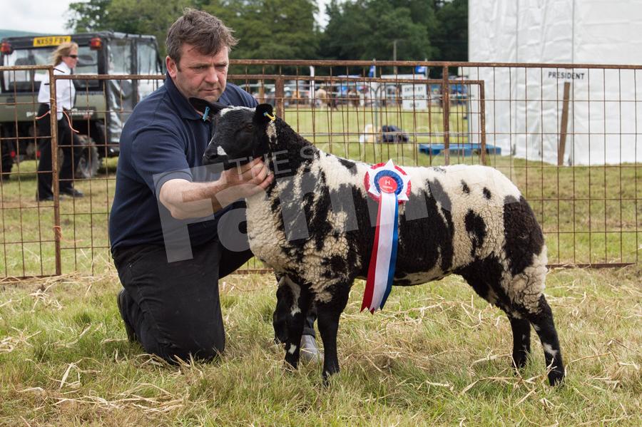 The Dutch Spotted ewe lamb from Gordon and Penny Troup took the Any Other Breed Continental championship. Ref: RH1717052