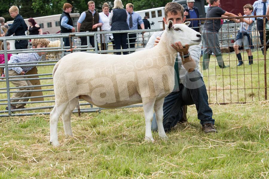 Lleyn ewe from D and B Henderson took the Other native breeds title. Ref: RH1717068