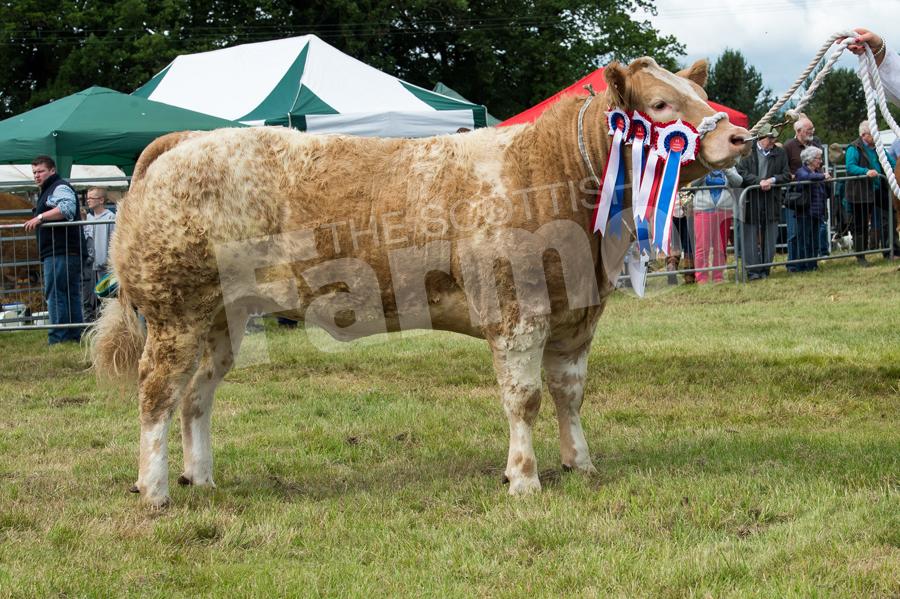 Charolais cross heifer ÒGold RushÓ from  Blair Duffton and Rebecca Stewart  took the overall inter-breed cattle championship and went on to take the champion of champions. Ref: RH1717061
