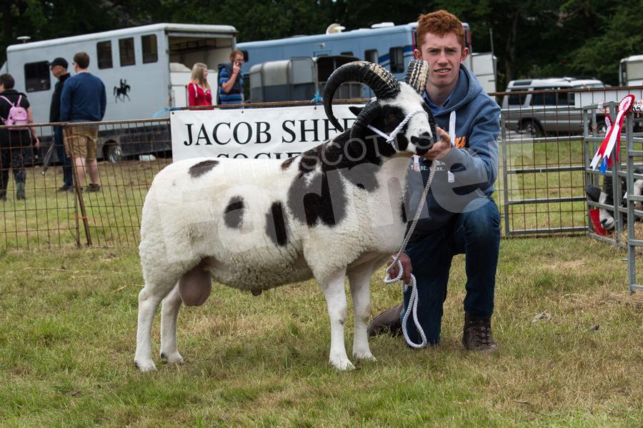 Jacob champion was the shearling tup from A Christie. Ref: RH1717063