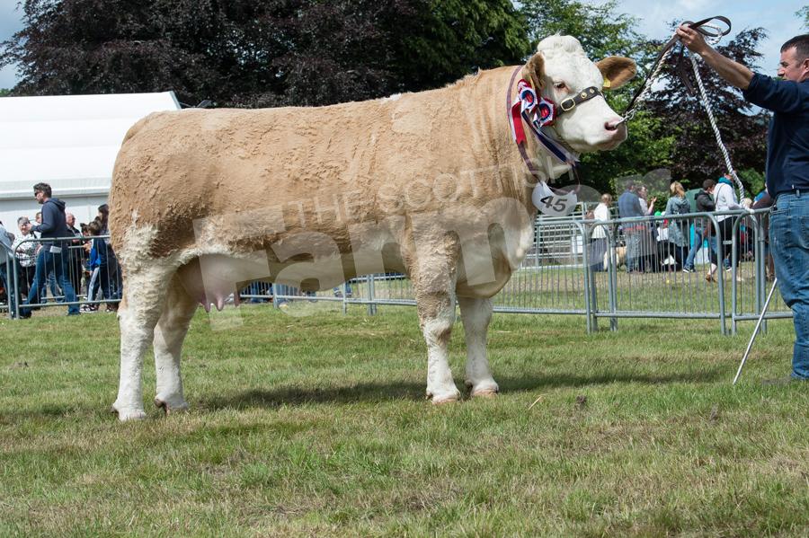 Simmental champion was the three year old cow Drumsleed Farina  from Gerald and Morag Smith. Ref: RH1717081