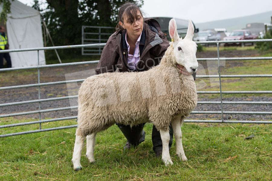 The ewe from J Brown took the Border Leicester title. Ref:RH22717458