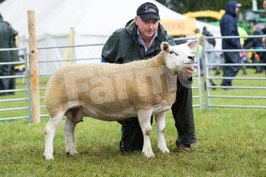 The Cambwell ewe stood texel champion and went on to take inter-breed and champion of champions title for the Lairds. Ref: RH22717471