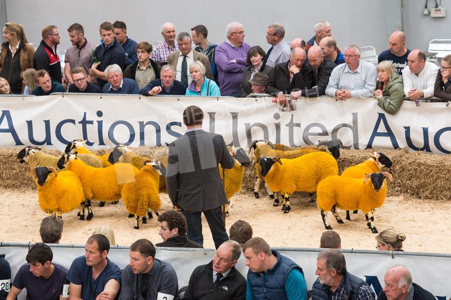 Crowd watch on as Mark Smyth gets on with the North type judging. Ref: RH23717025