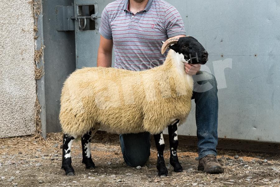 Jamie Murray took the North of England title with his Ewe Lamb. Ref: RH23717080