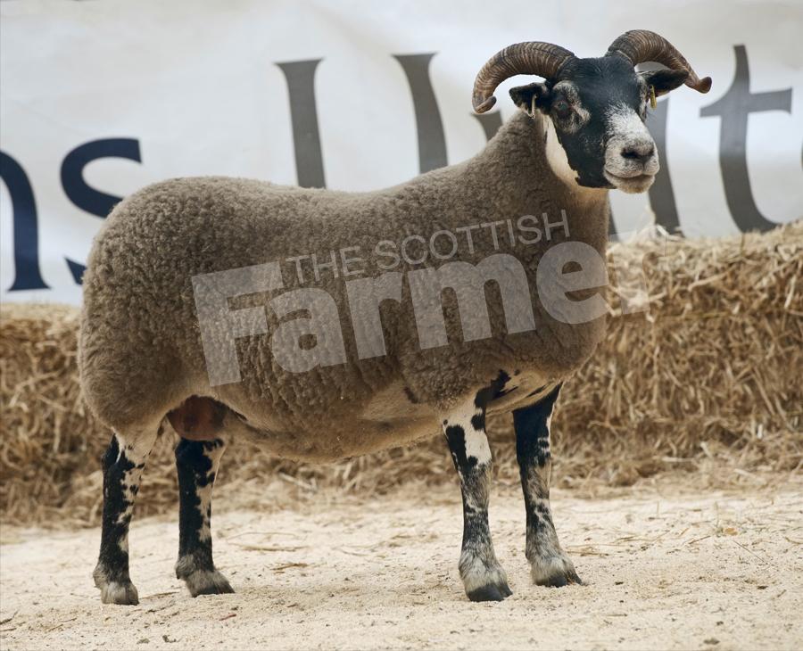 The Ewe from the MacGregors took the overall South type champion. Ref: RH23717081