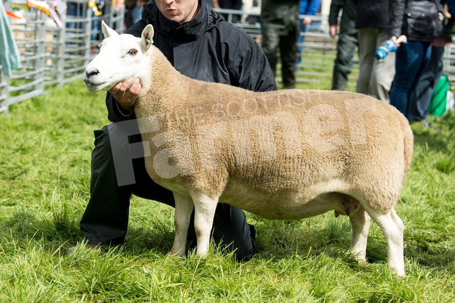 Cheviot champion was the ewe  from RH Paton. Ref: RH19817600.