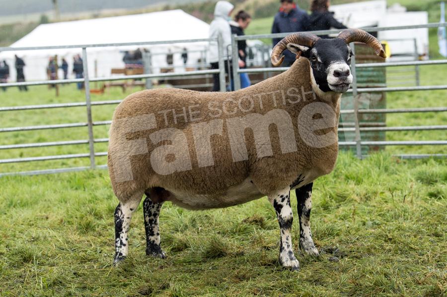 Black-faced  sheep and overall champion of champions was the ewe from Glenrath. Ref: RH19817605.