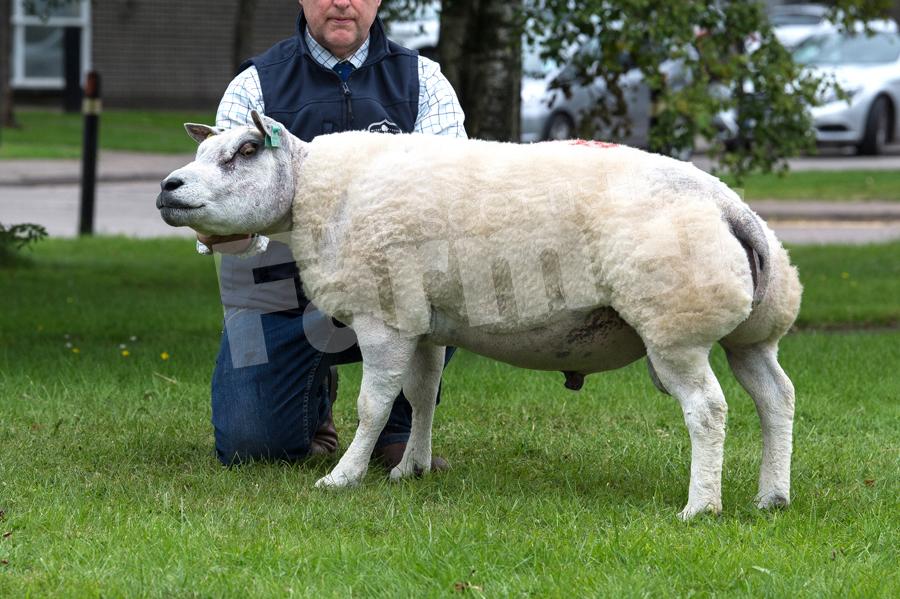 Aged Ram Kingledores Wigglesworth  from AJ Wood sold for 5500gns. Ref: RH11817458.
