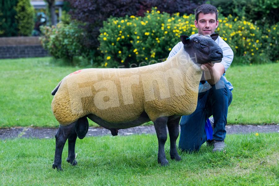 Shearling ram from Percy Tait sold for 2000gns. Ref: RH11817461.