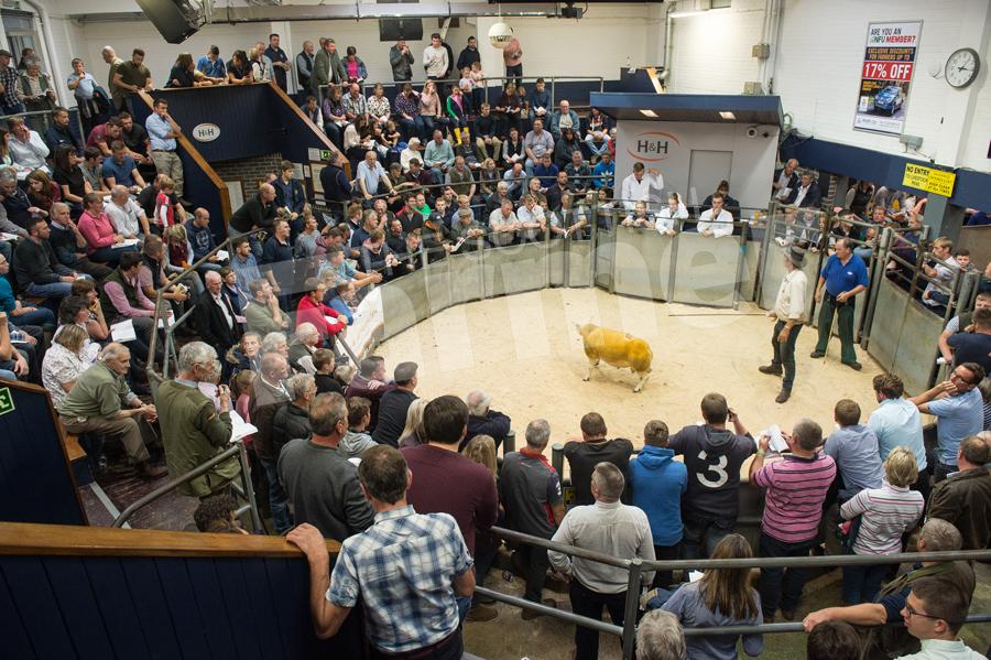 The ring at Carlisle was packed full of spectator and buyers for the Beltex sale. Ref: RH11817467.