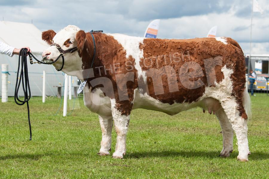 Jim and Patricia Goldie took the Simmental champion with Newbiemains Flo. Ref: RH5817421.