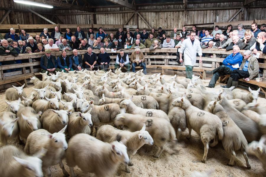 Busy ringside of spectators and buyers as around 14,000 sheep passed through the ring at Lairg. Ref: RH15817533.