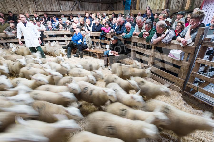 Fast paced day as around 14,000 sheep were sold at Lairg, the crowd watch a large consignment leaves the ring to be penned up. Ref: RH15817532.