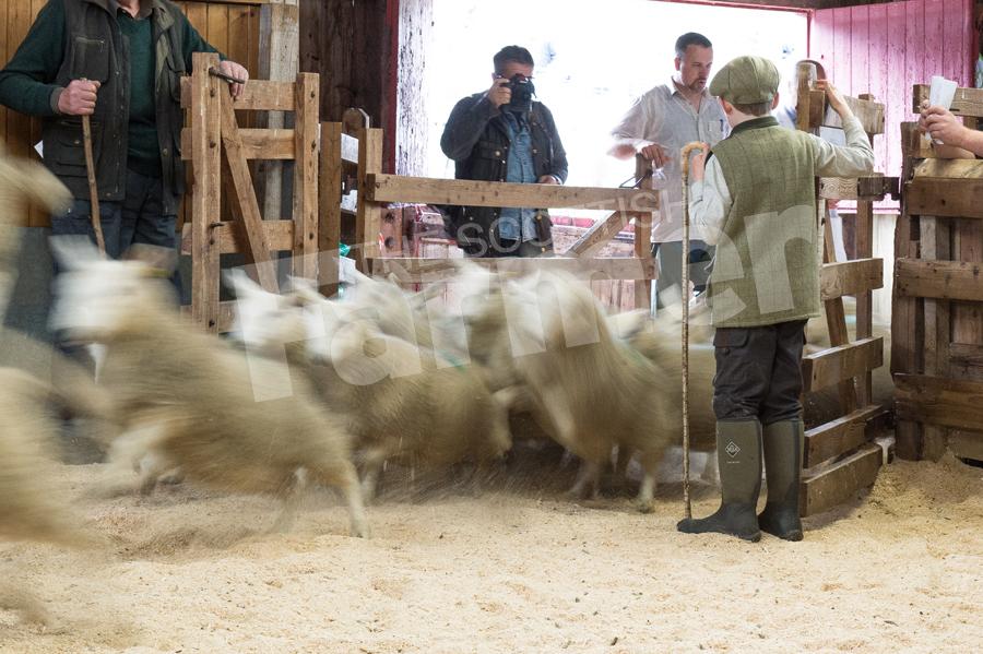 Young Shepherd Rory Scott(9) watches as a consignment of lambs rush into the ring. Ref: RH15817525.