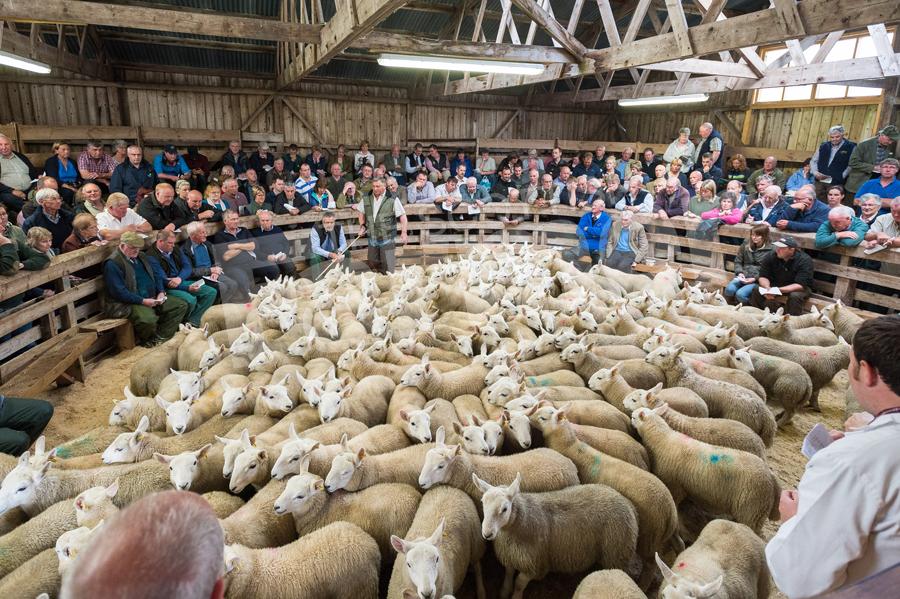 Bill Miller from Ousedale bring the large consignment of lambs from Welbeck in the packed ringside at Lairg. Ref: RH15817544.