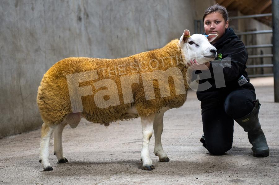 Reserve texel champion from A and A Gunn sold for £800. Ref: RH1509171016.