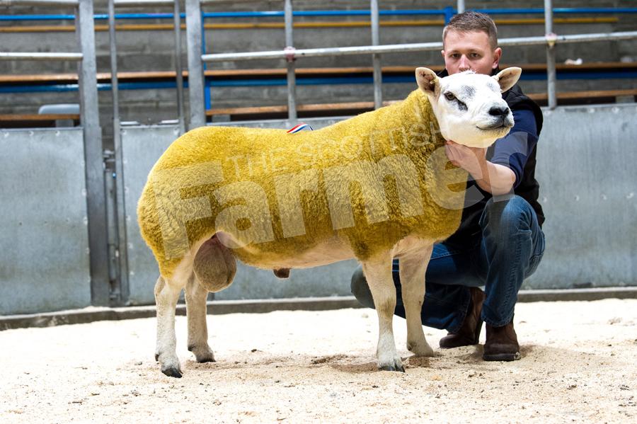 Champion Texel D Webster, Lower Reiss sold for £900. Ref: RH1509171008.