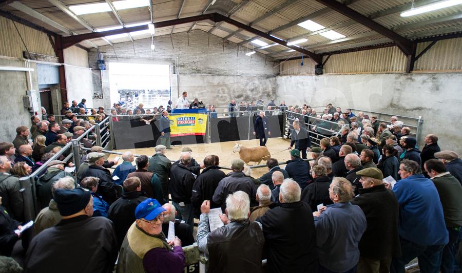 North Country Cheviot ring was packed with buyers and spectators. Ref: RH150917999.