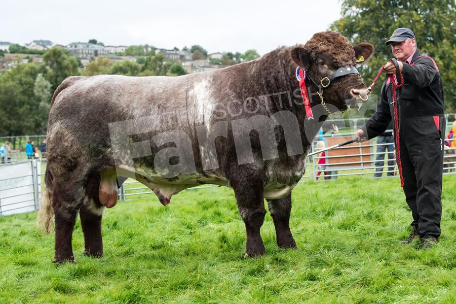 Beef champion was the Shorthorn from the McAllister. Ref: RH2309170076.