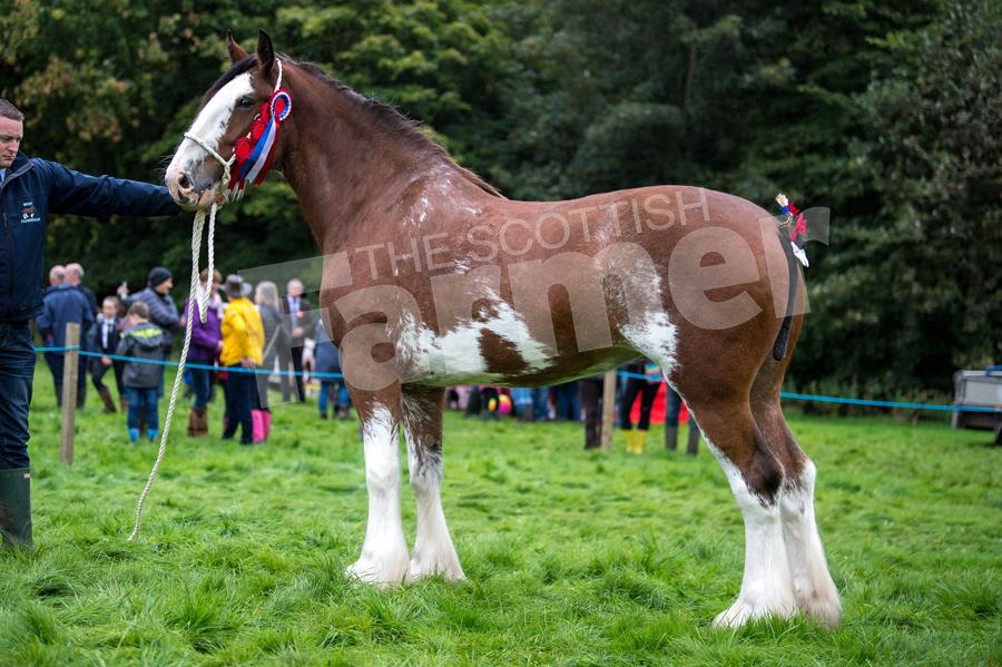Clydesdale title went to the mare from Craig and Jackson team. Ref: RH2309170091.