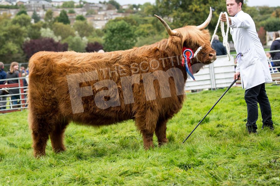 Highland cattle champion was the in-calf heifer from Glengom shown by Dexter Logan, then later went onto take the champion of champions title. Ref: RH2309170081.
