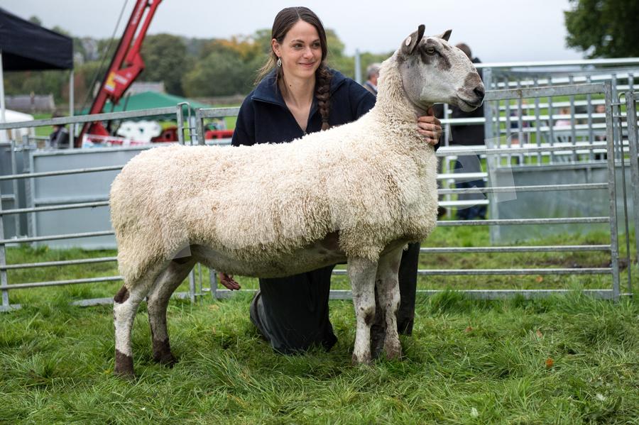 Bluefaced Leicester champion went to the two crop ewe from Ian Dickson. Ref: RH2309170082.