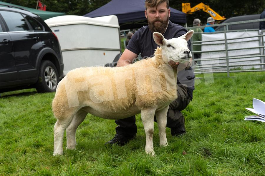 Continental champion was the Texel ewe lamb from Robert Currie, which went on to win the interbreed sheep title. Ref: RH2309170067.