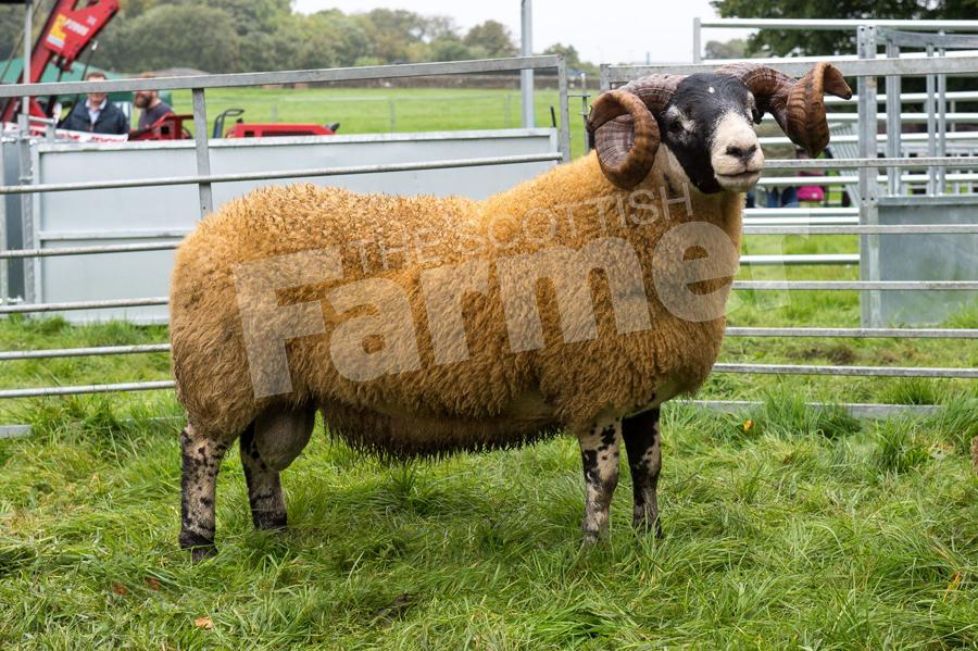 Black-faced  sheep champion was from Sanny McKirdy. Ref: RH2309170072.