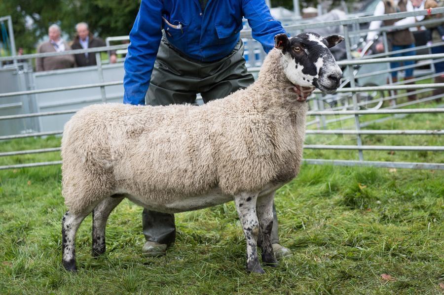 Four crop ewe from Willie Robertson took the top ticket in the Mules. Ref: RH2309170083.