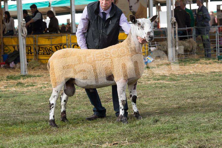 Hamildean team sold this Bluefaced Leicester tup  for £10,000. Ref: RH080917875.